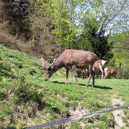 Birkenhain Stolberg i. Harz Exterior foto